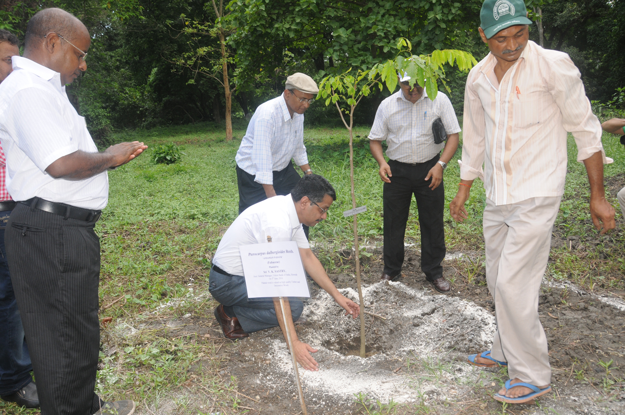 Plantation by Sri V.K.S. Sastry, AGM, Union Bank of India